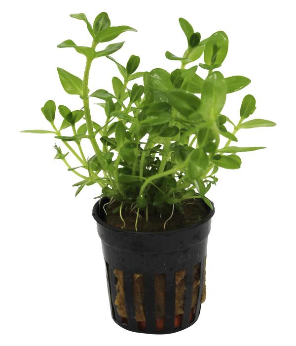 Dehner Aqua Carolina-Fettblatt - Bacopa