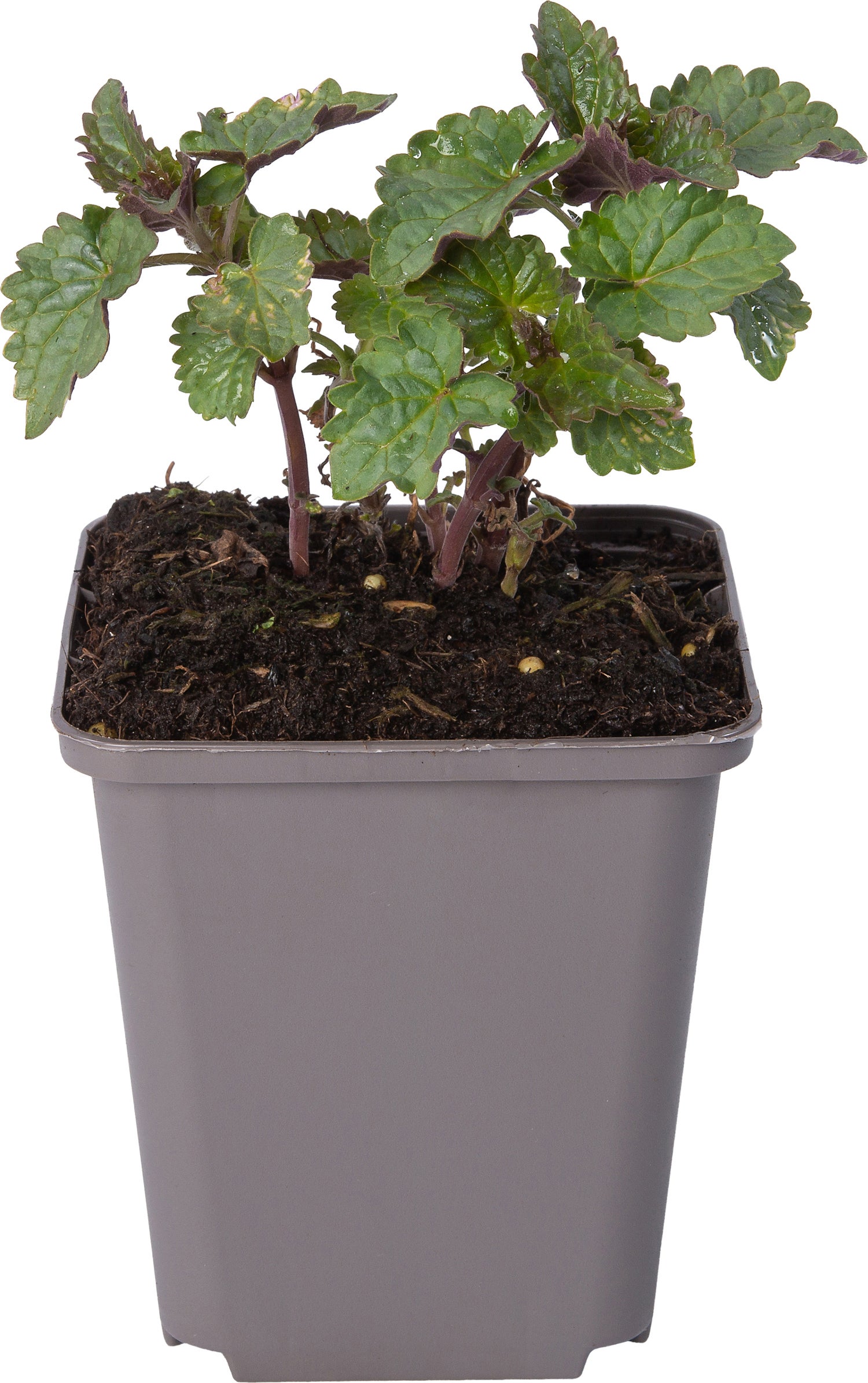 Dropplant (Agastache rugosa) D 9 H 10 cm