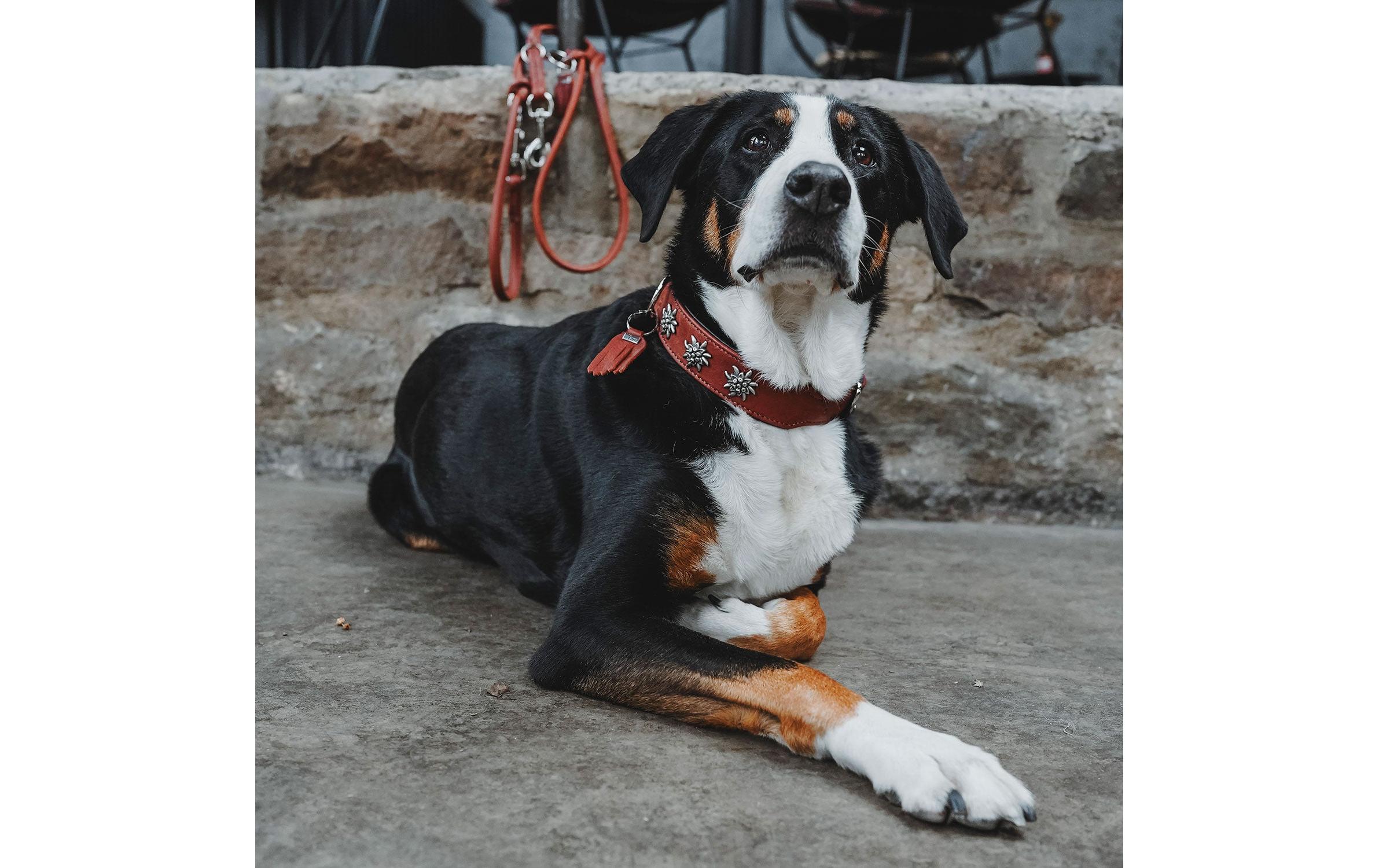 Halsband München 47/S-M, Rindsleder, Cognac/SchwarzKlassisches Halsband aus Rindsleder auffälligen Besätzen im Trachten-Look