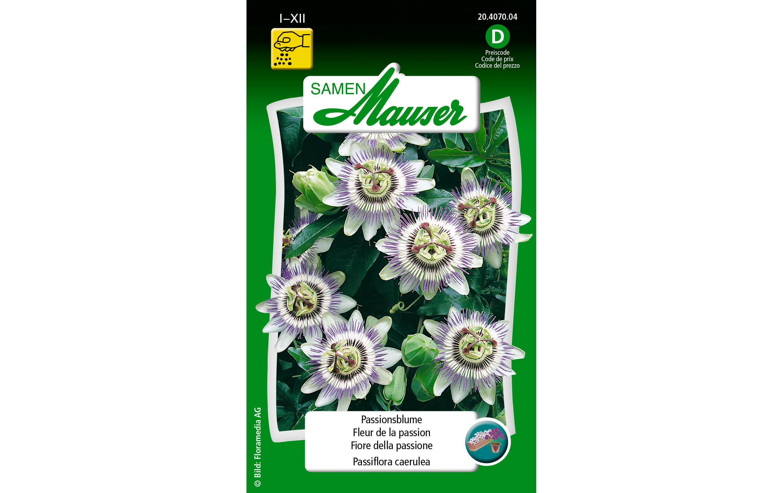 Saatgut PassionsblumeBlumensamen