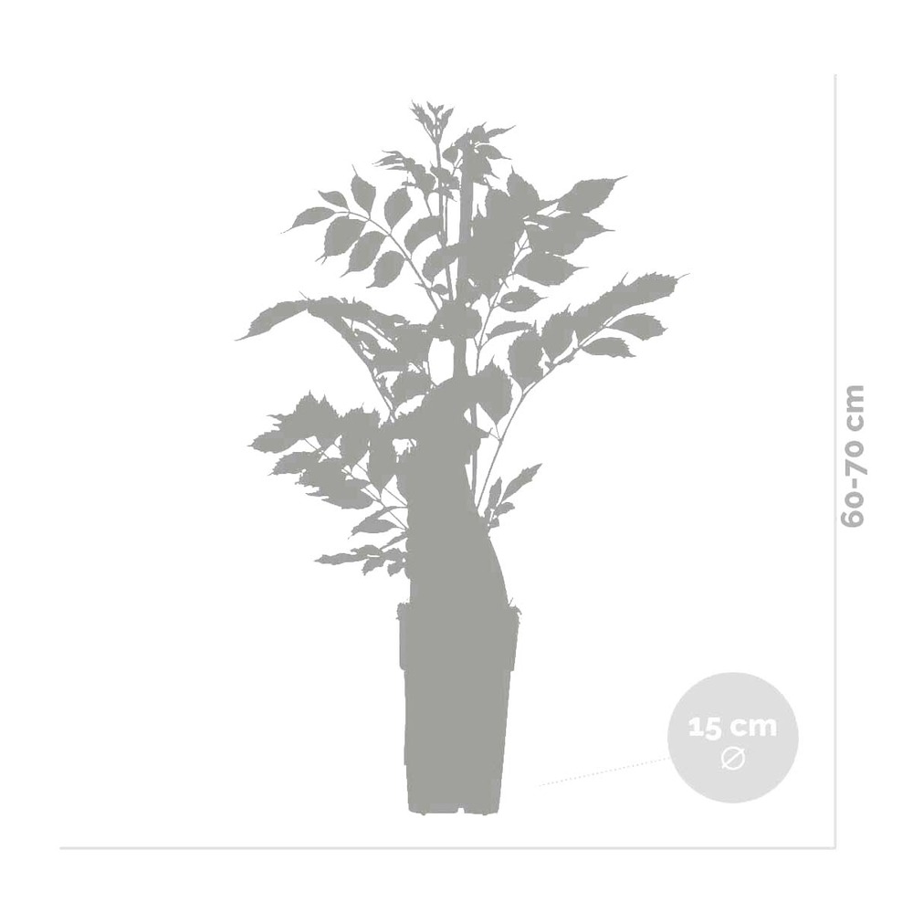 2x passiflora caerulea – passiflore – plante grimpante – rustique - ⌀15 cm - ↕ 60-70 cm