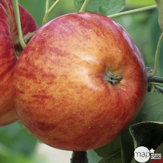Pommier Reine des Reinettes : ½ tige, 4-5 ans, H 170-180 cm POT 15L