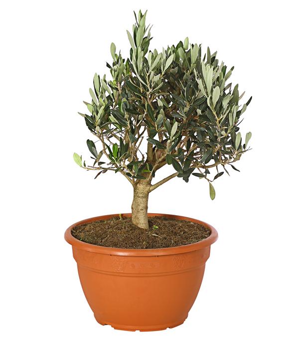 Olive, Busch