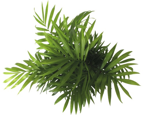 Bergpalm FloraSelf Chamaedorea elegans H 45-55 cm Ø 12 cm pot
