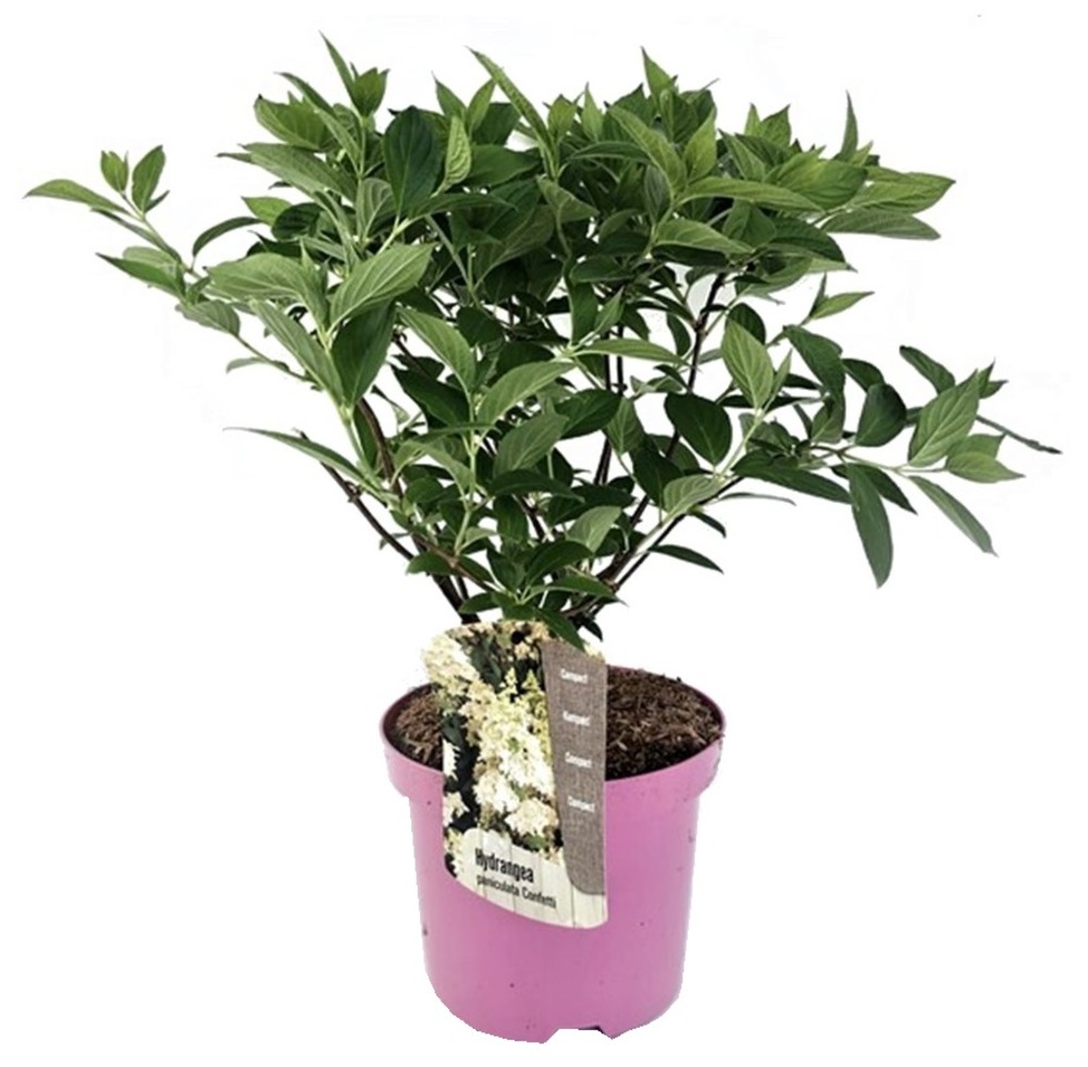 Hydrangea paniculata 'confetti' - hortensia - pot 19cm - hauteur 25-40cm