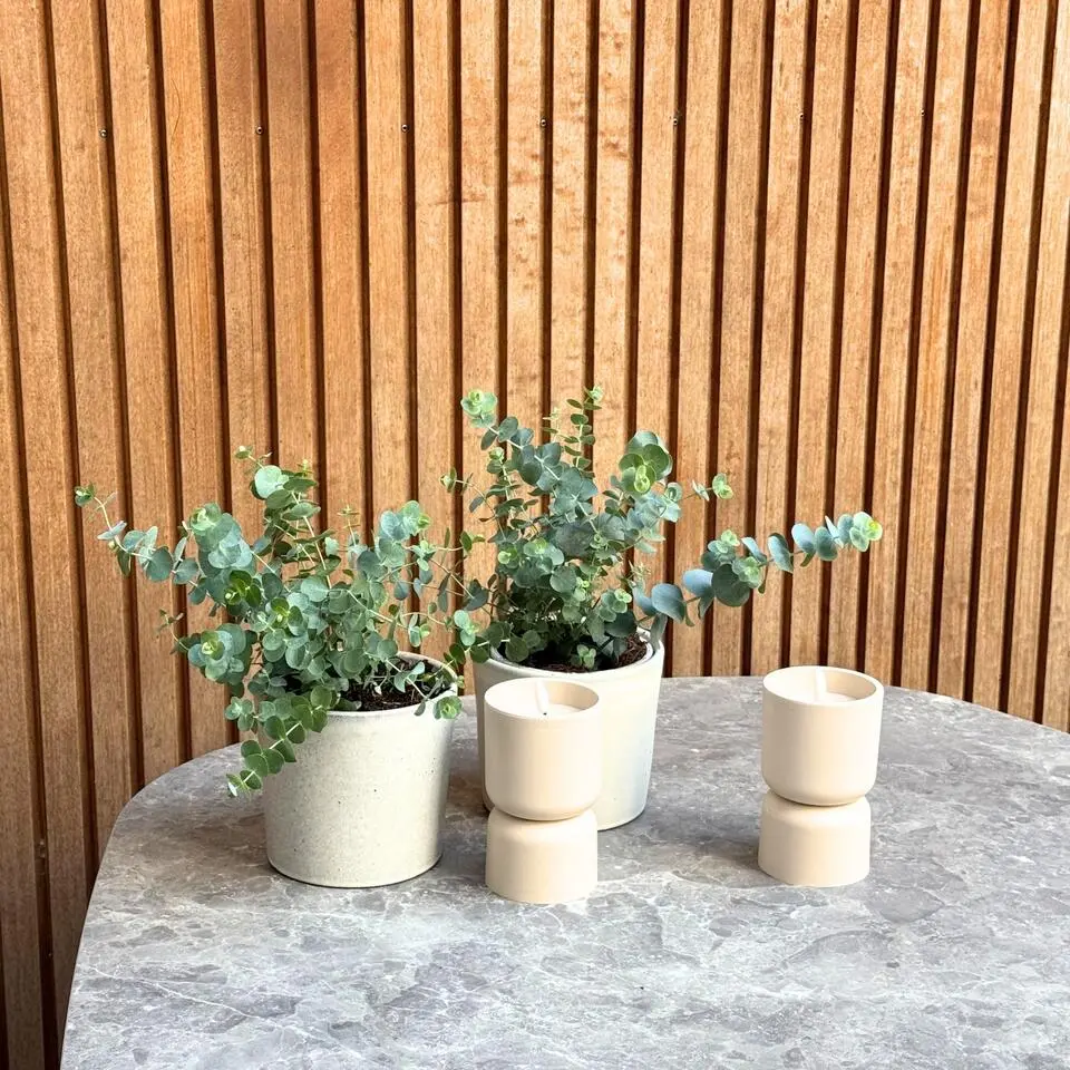 Gomboom - Set van 2 - Eucalyptus 'Pulverulenta' - Hoogte 25-40cm - ⌀13cm