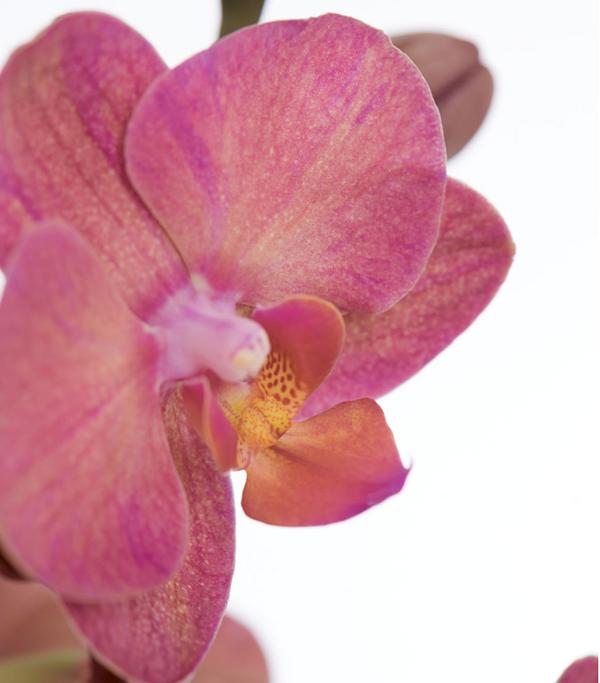 Schmetterlingsorchidee - Phalaenopsis