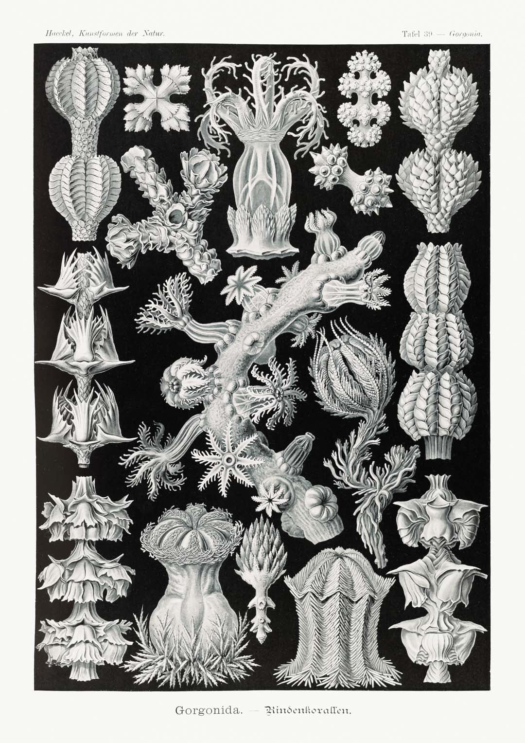 Gorgonida von Ernst Haeckel