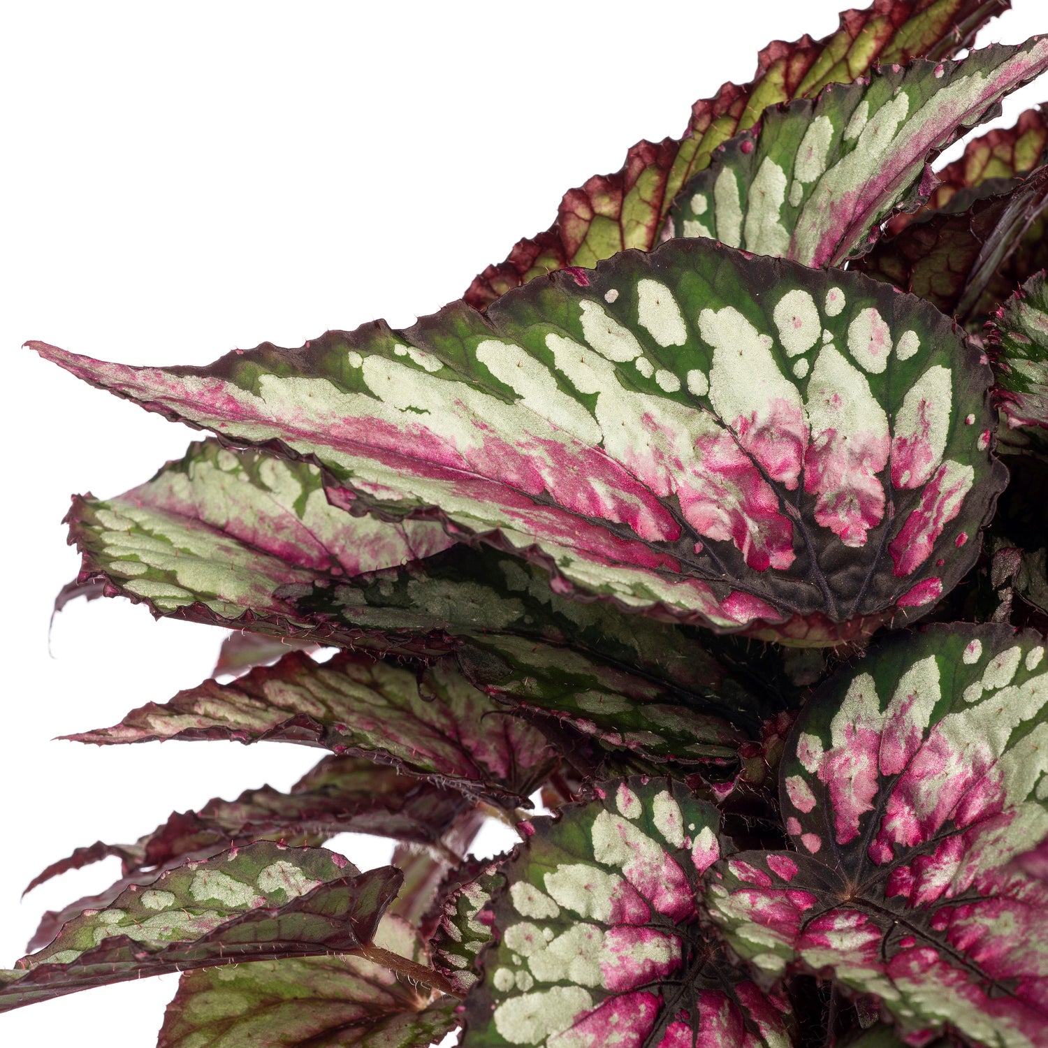 Bladbegonia (Begonia rex (MC) 'Salsa') D 26 H 50 cm