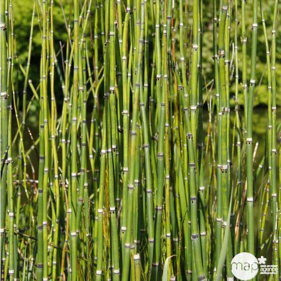 Equisetum Japonica : C.5L