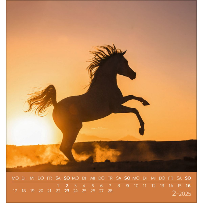 Postkartenkalender - 2025 - Traumpferde