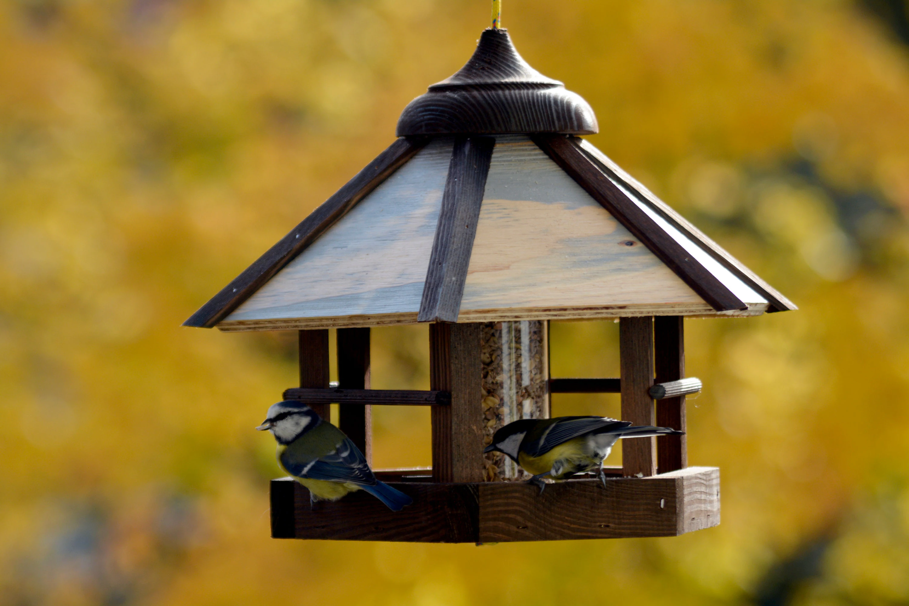 dobar Vogelhaus 