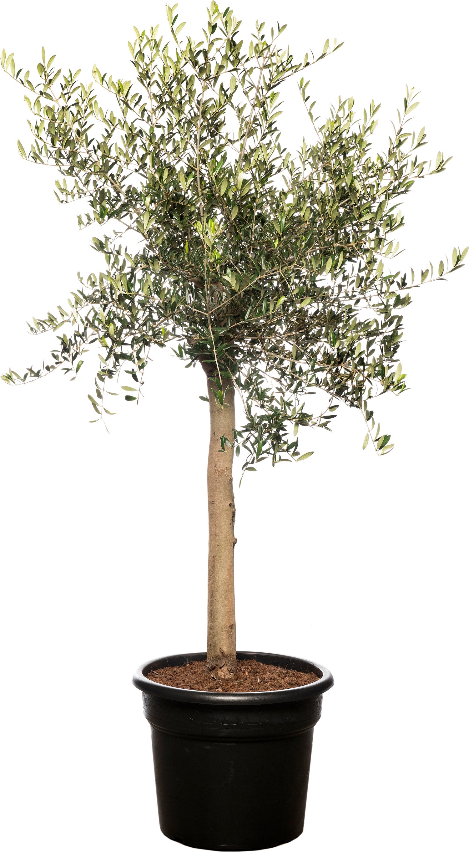 Olijfboom (Olea europaea) D 40 H 100 cm
