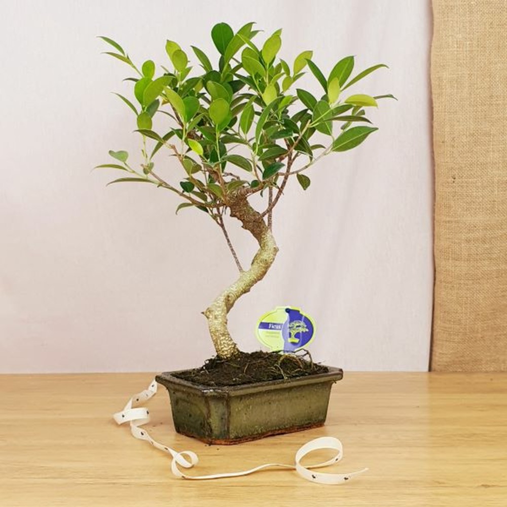 Coffret arbre de naissance, un bonsaï et son doudou ours bio