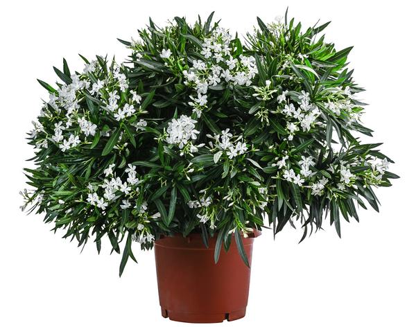 Oleander, Solitärbusch, verschiedene Farben