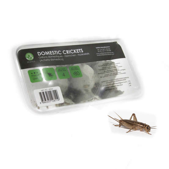 Grillons alimentation reptiles, taille petit, 70/80 pièces