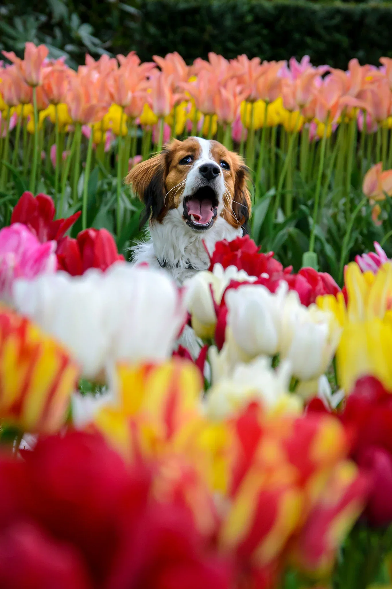 Tulipa Tulipan flerblomstret, miks