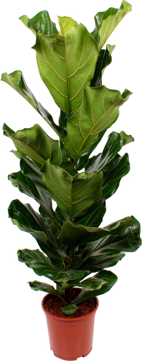 Vioolbladplant (Ficus lyrata) D 21 H 110 cm
