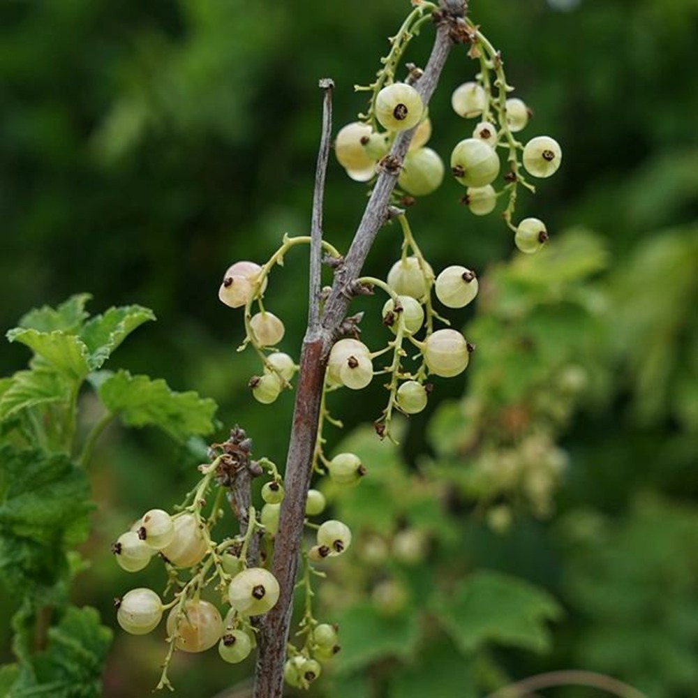 Groseillier à grappes 'versaillaise blanche' - ribes rubrum 1,5l