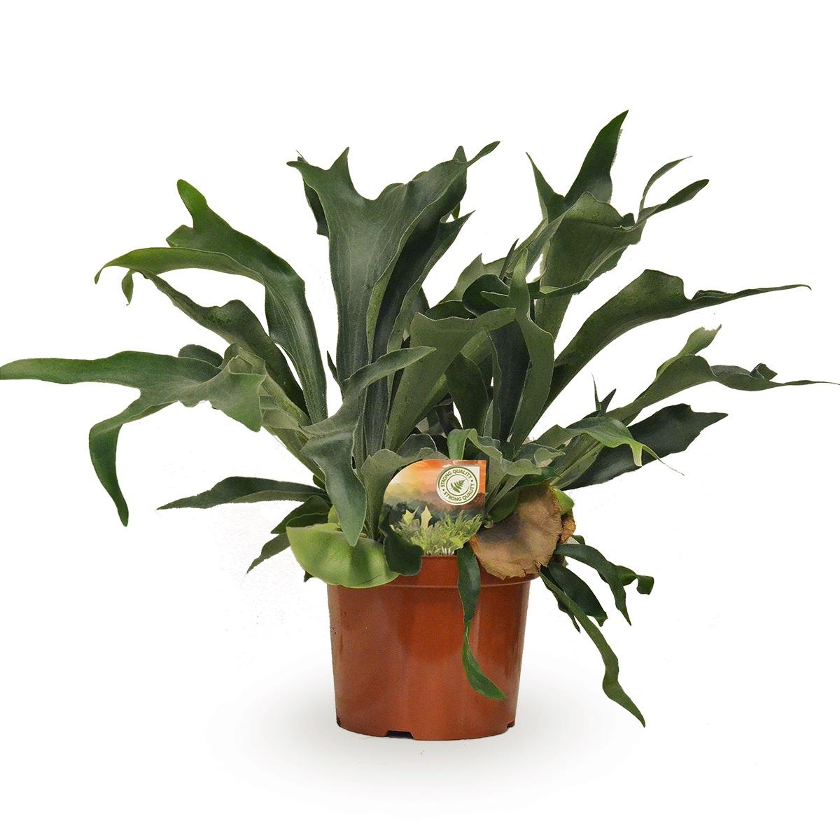 Plante d'intérieur - platycerium bifurcatum 80.0cm