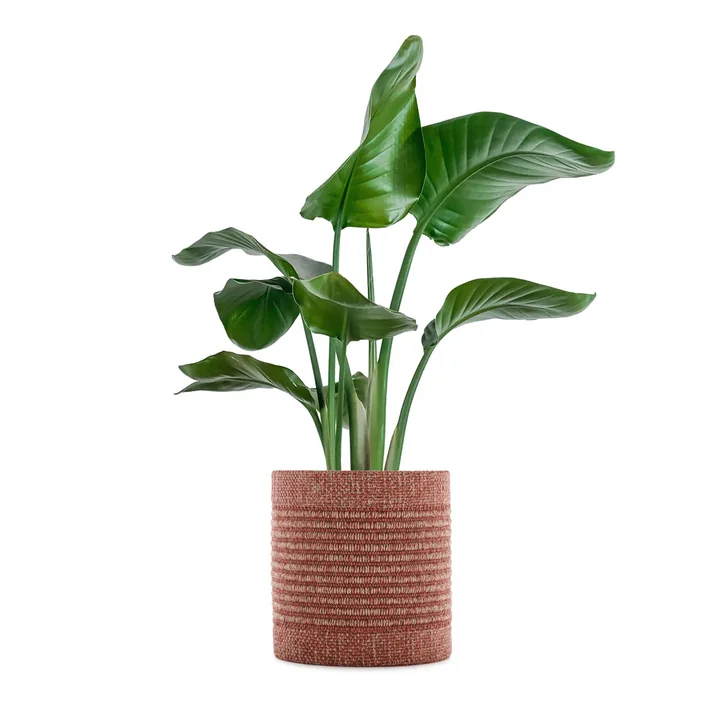 Kartell - Kleo Blumentopfüberzug, 140 x 30 cm, grau