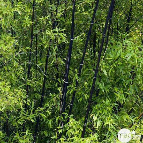 Bambou moyen phyllostachys nigra: pot de 7 litres