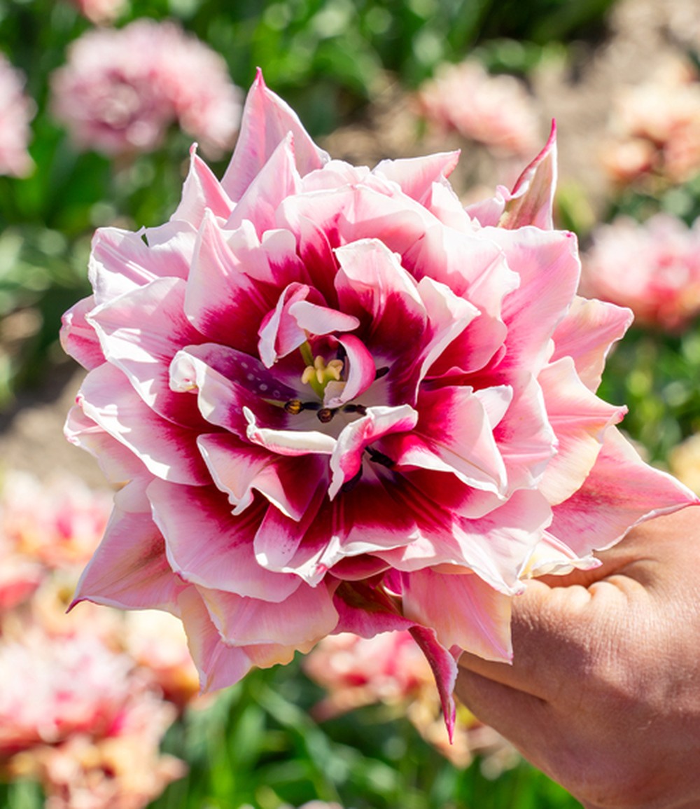 Gefüllte Tulpe 'Magic Sensation'