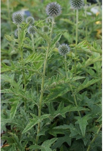 Kogeldistel (Echinops bannaticus) D 9 H 10 cm