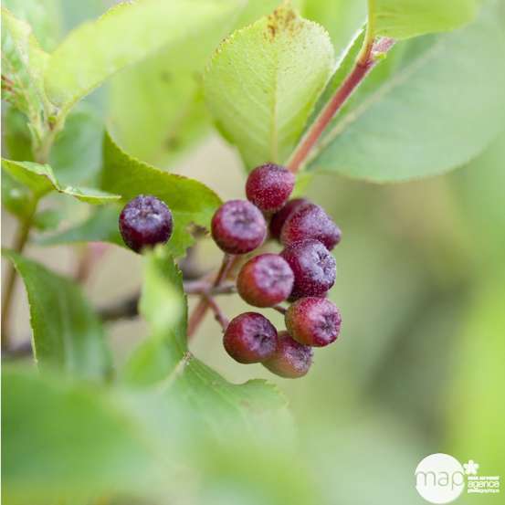 Aronia 'Viking' : pot 3 litres