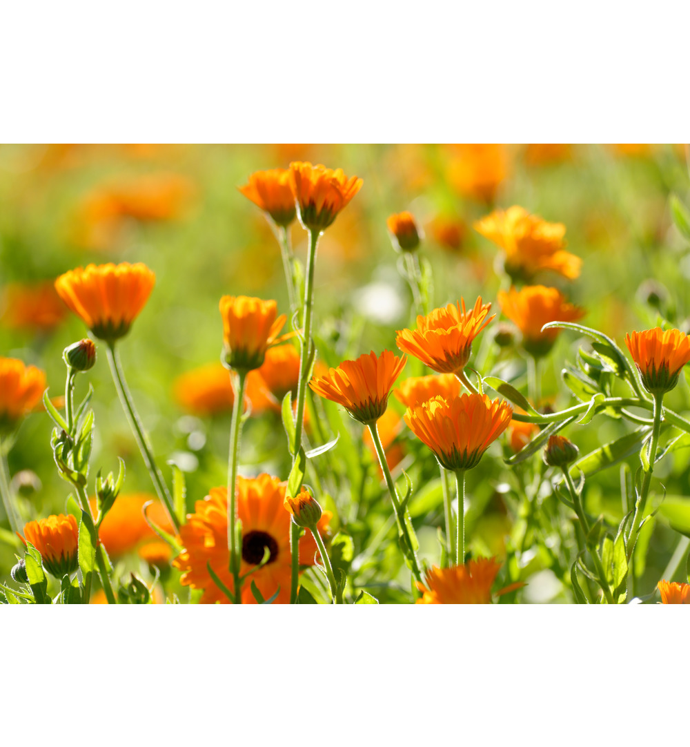 WELEDA Calendula tandpasta (75 ml)