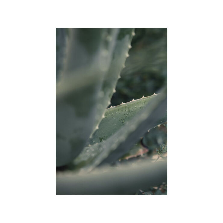 Less Is More Organic Aloe Mint Volume Shampoo