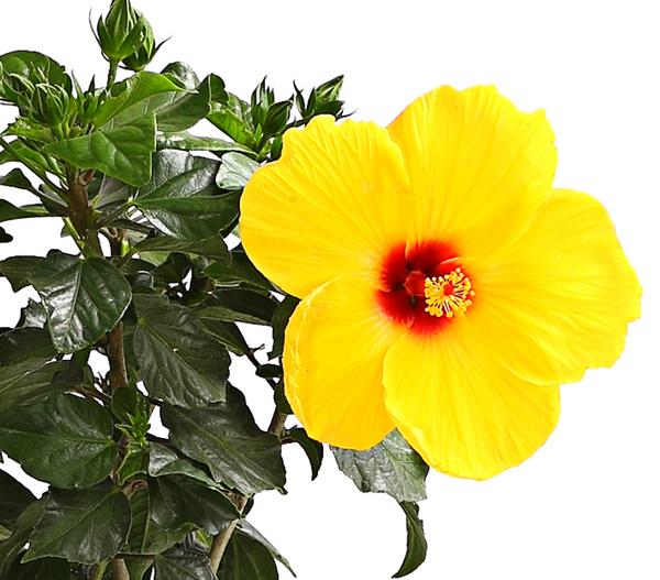 Zimmerhibiskus - Hibiscus rosa-sinensis,