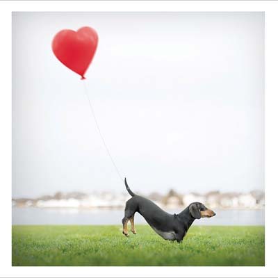 Dachshund & Balloons Card
