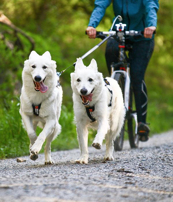 Non-stop dogwear Bikeantenne für Hundeleinen,
