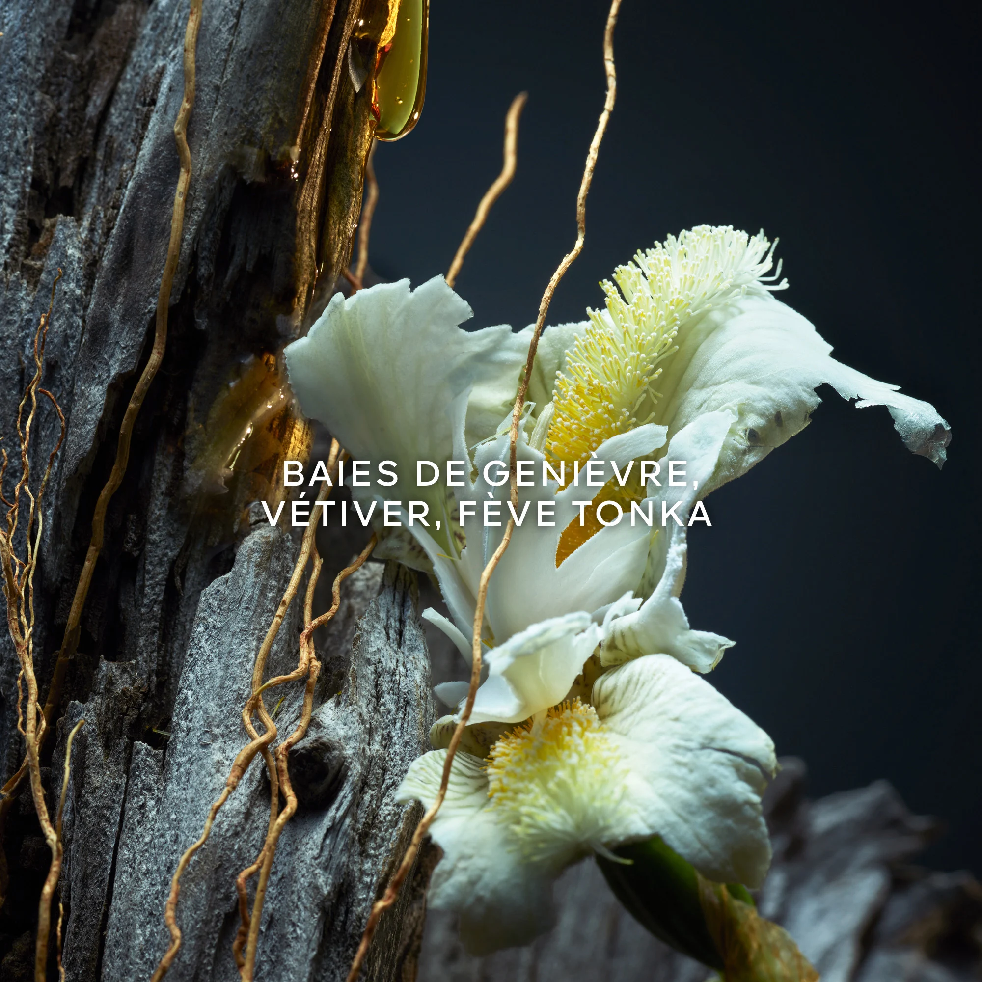 VETIVER - Eau de Parfum |