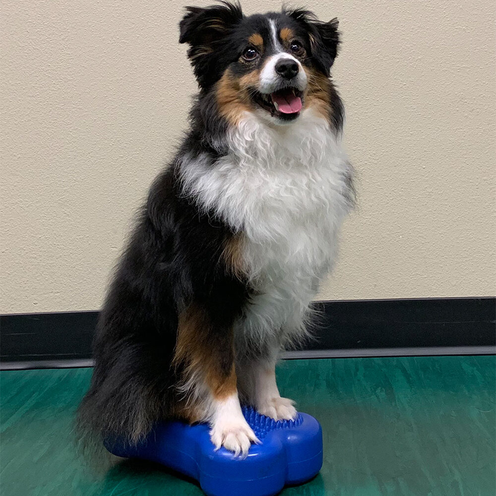 FitPAWS Bone Mini's