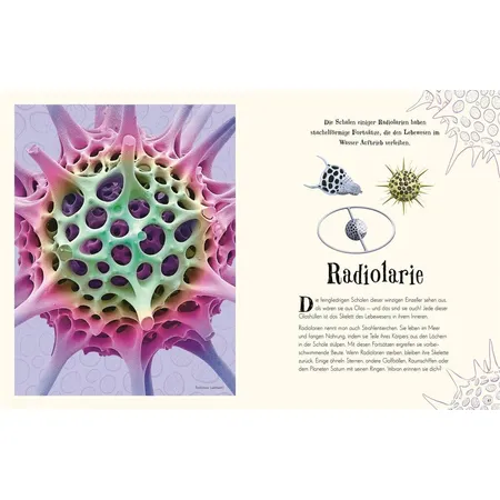 DK Verlag Wundervolle Welt der Natur - Ein Naturbilderbuch für die ganze Familie