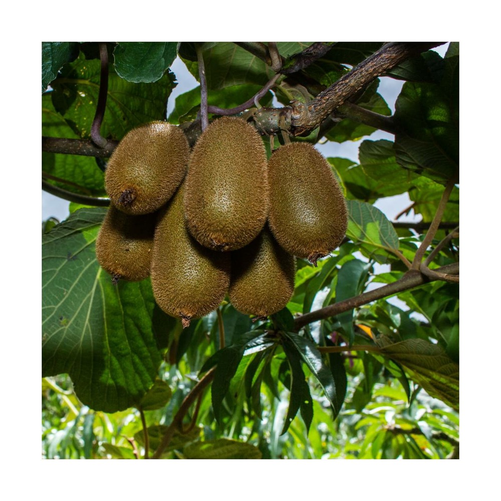Kiwi chinensis hayward (femelle)/actinidia chinensis hayward (femelle)[-]godet - 5/20 cm