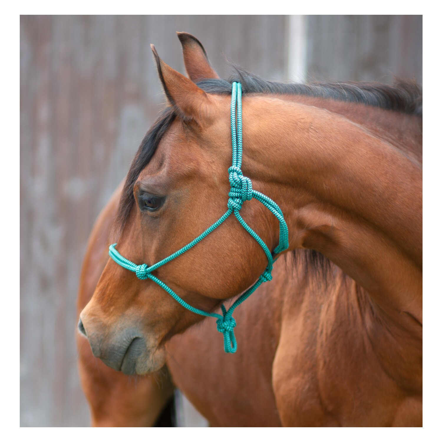 Passion 4Q Knotenhalfter  - green/black