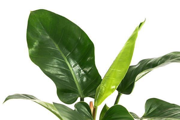 Baumfreund - Philodendron 'Imperial Green',
