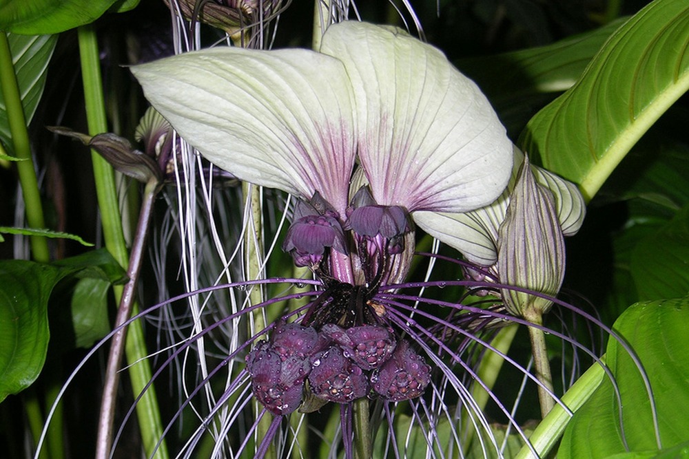 Jardin dans le sac - plante chauve-souris blanche - 10 graines - tacca integrifolia