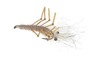 Unique Flies Honey Shrimp Tan # 6