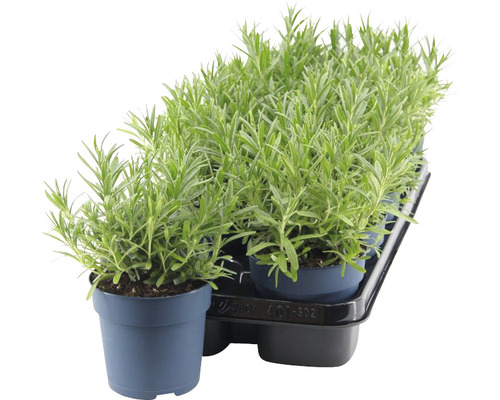 Lavendel FloraSelf Lavandula angustifolia 'Felice' H 15-20 cm Ø 12 cm pot