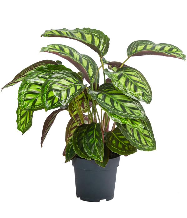 Korbmarante - Calathea 'Moonlight'