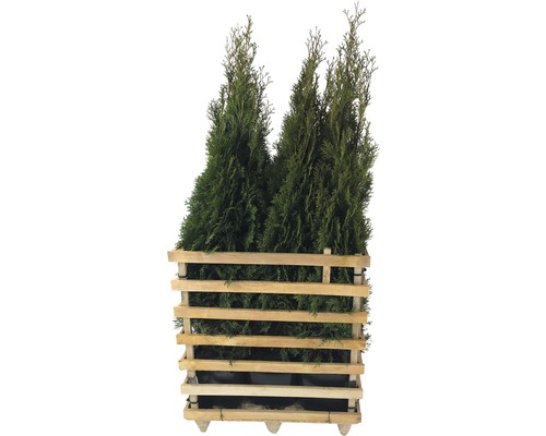 x FloraSelf Thuja occidentalis 'Smaragd' levensboom, 125-150 cm hoog, ClickCo, voor ca. 3 m haag
