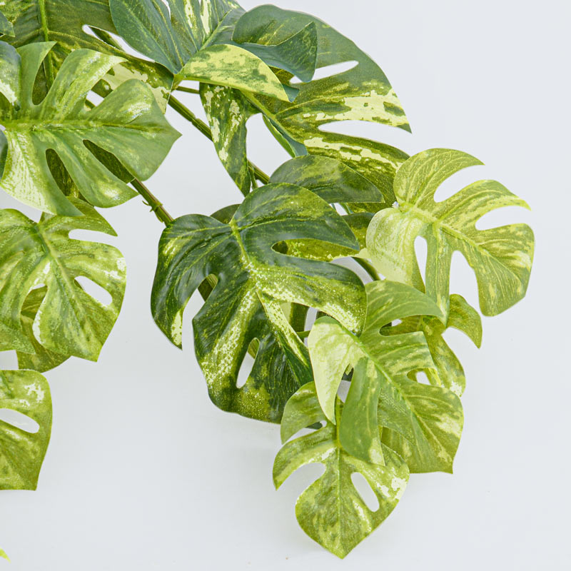 Branche de philodendron tombant vert