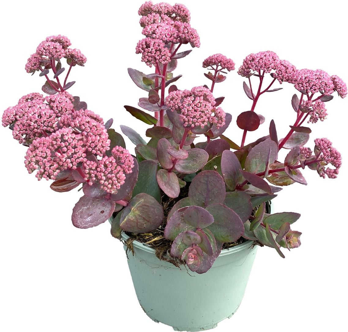 Hemelsleutel (Sedum 'Jose Aubergine') D 17 H 40 cm