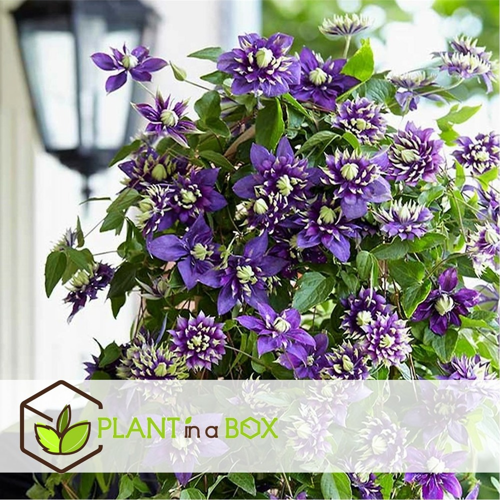 Clematis taiga - set de 4 - plantes grimpantes - pot 9cm - hauteur 25-40cm