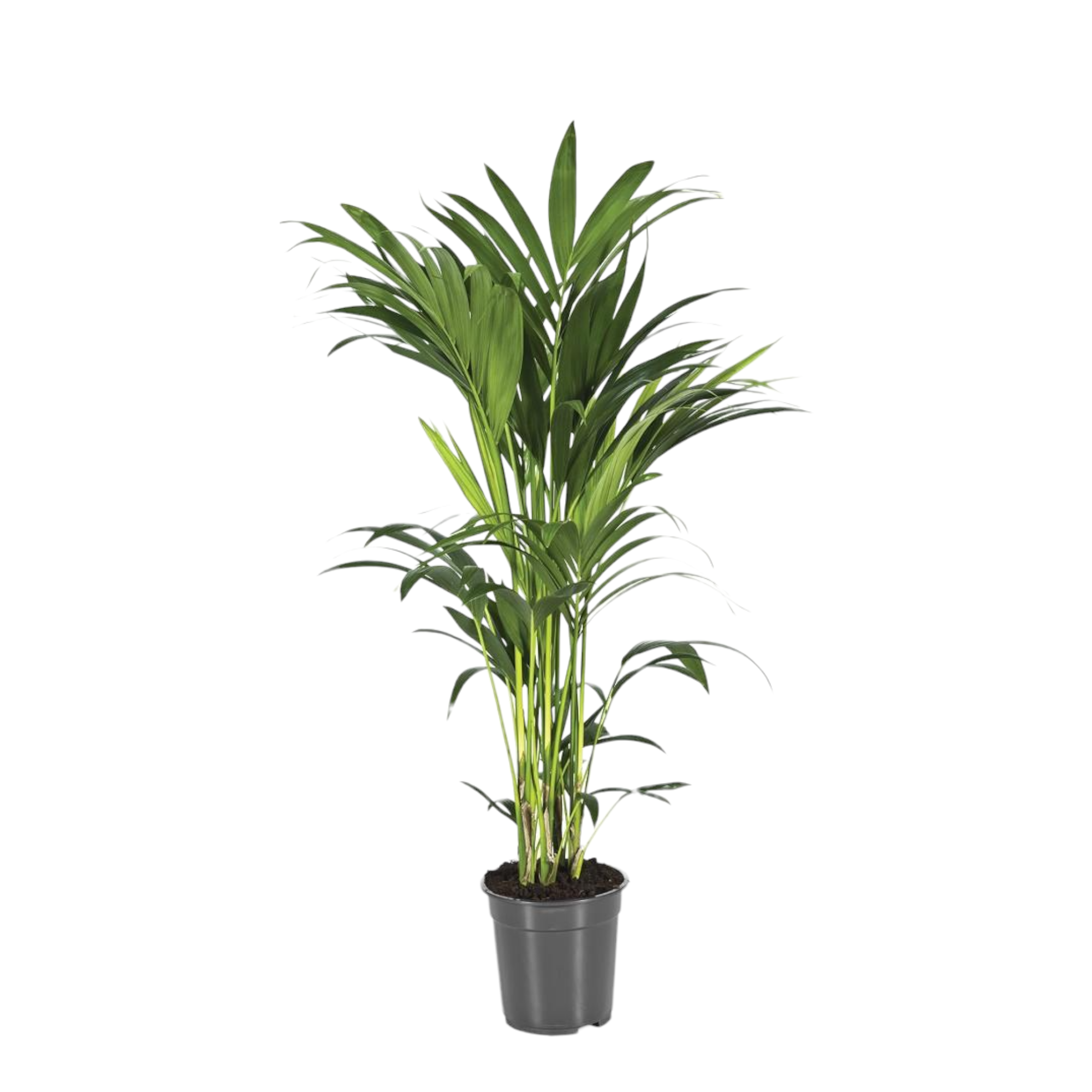 Plante d'intérieur - howea forsteriana 110.0cm