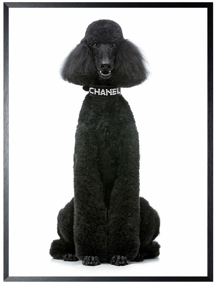 Art Print Chanel Poedel FA-110